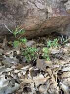 Imagem de Cardamine macrocarpa Brandegee