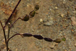 Image of Desmodium ospriostreblum Chiov.