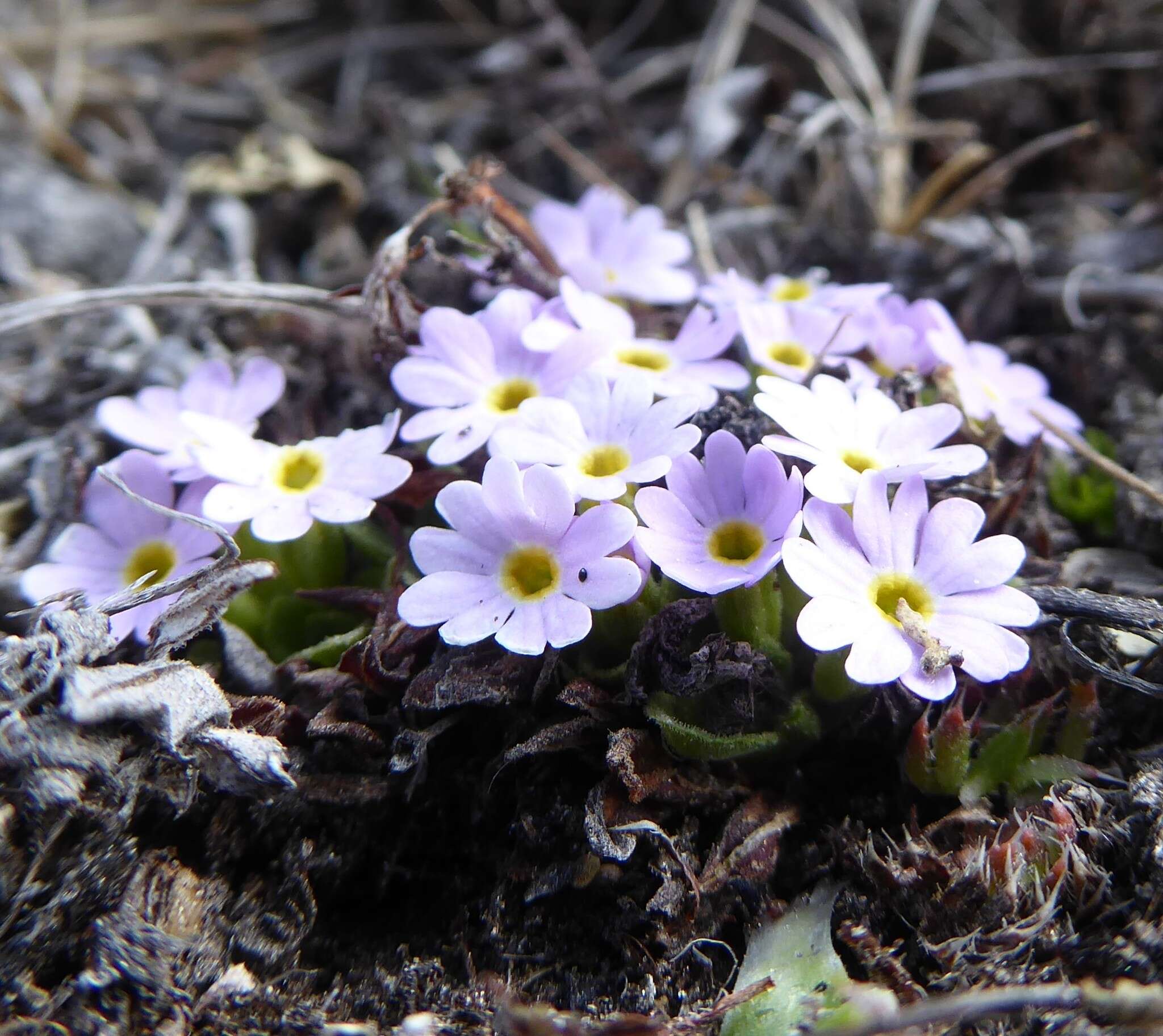 Image de Primula walshii Craib