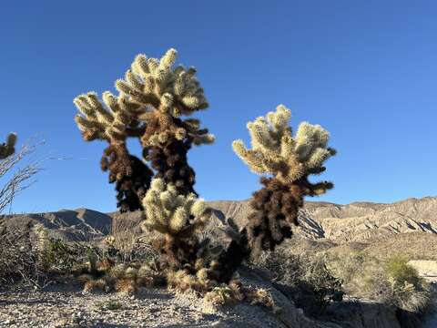 Image of Cylindropuntia bigelovii var. bigelovii