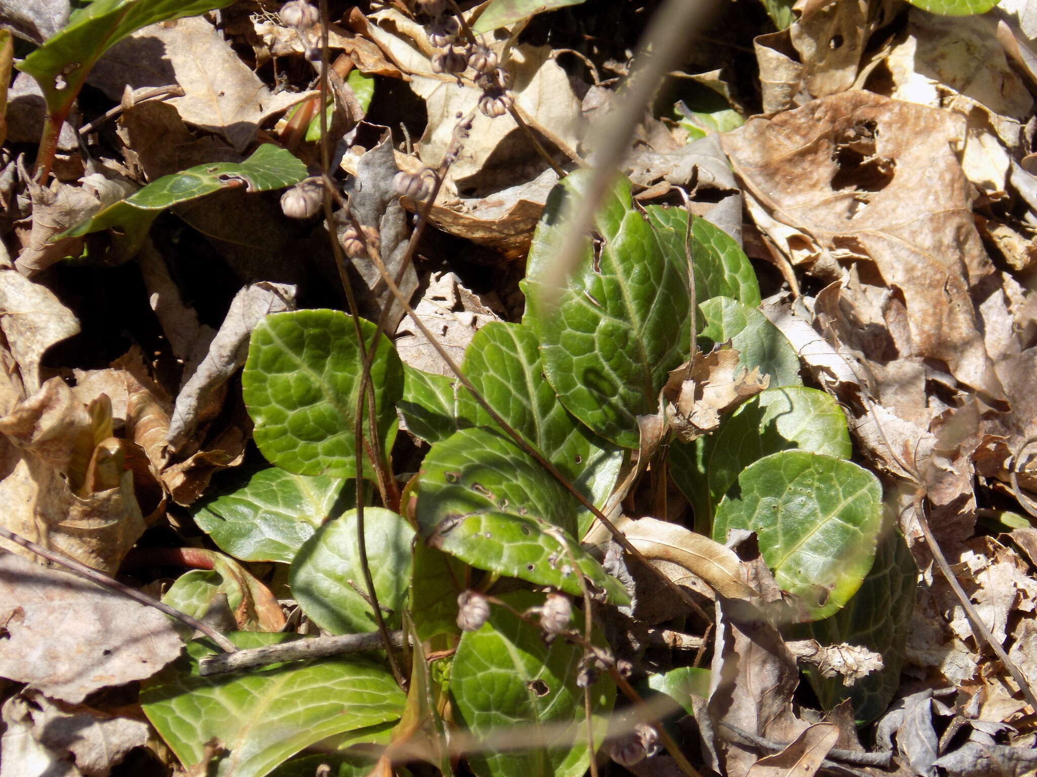 Image of American wintergreen