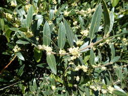 Image de Phillyrea latifolia L.