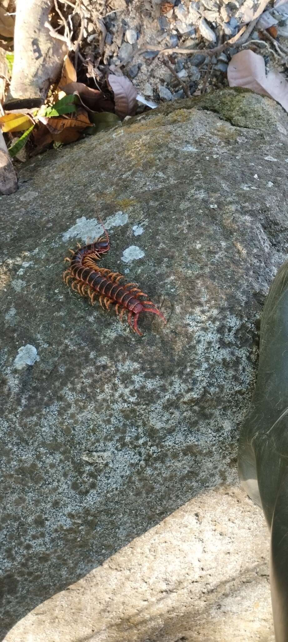 Image de Scolopendra gigantea Linnaeus 1758