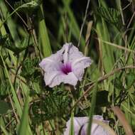 Image of largeroot morning-glory