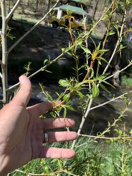 Image of narrowleaf cottonwood