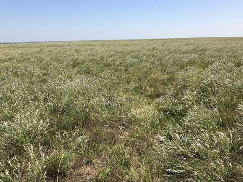 Image of nineanther prairie clover