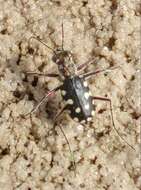 Image of Cicindela (Calomera) aulica Dejean 1831