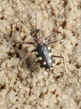 Imagem de Cicindela (Calomera) aulica Dejean 1831