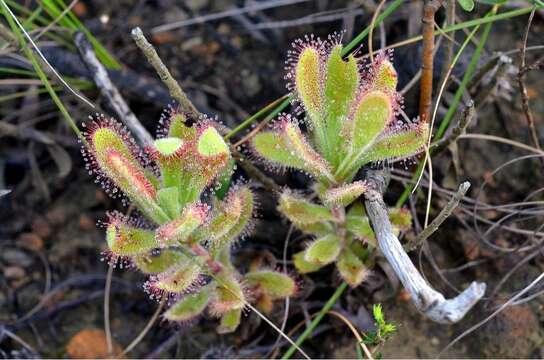 Image of Drosera hilaris Cham. & Schlechtd.