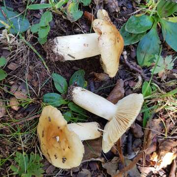 Image of Russula fellea (Fr.) Fr. 1838