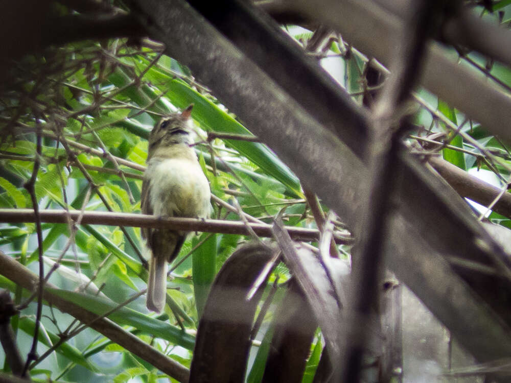 Image of Bamboo Flatbill