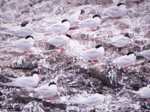 Image of South American Tern