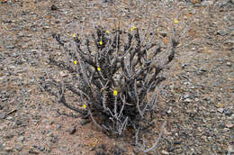 Image of Oxalis virgosa Molina