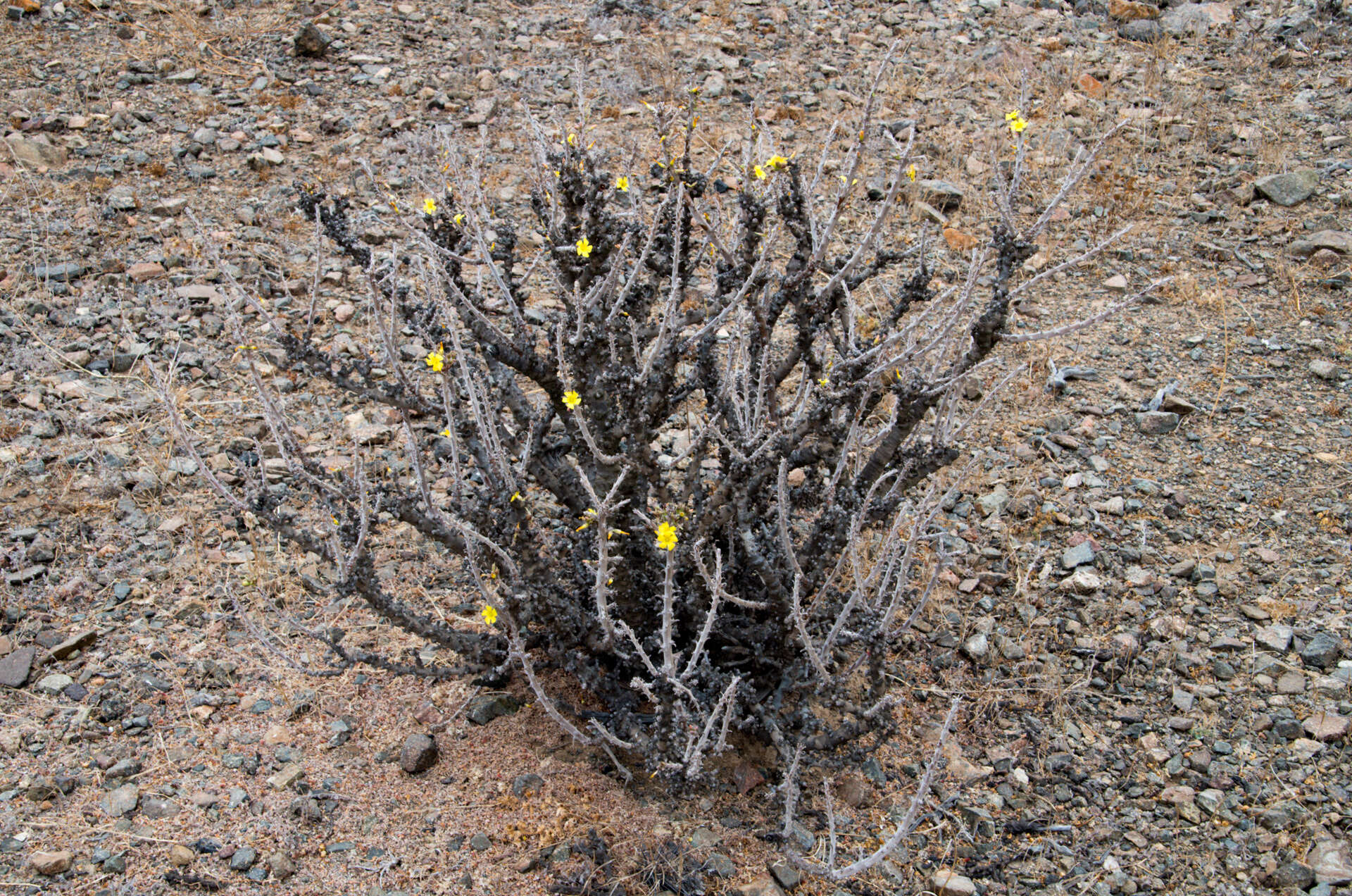 Image of Oxalis virgosa Molina