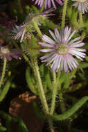 Imagem de Drosanthemum hispifolium (Haw.) Schwant.