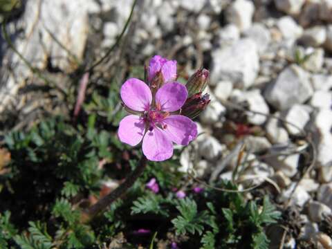 Image of Erodium acaule (L.) Becherer & Thell.