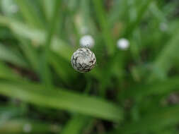 Image of sixangle pipewort