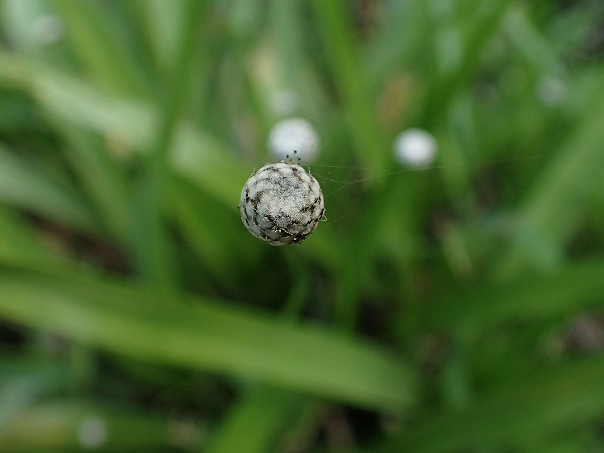 Image of sixangle pipewort