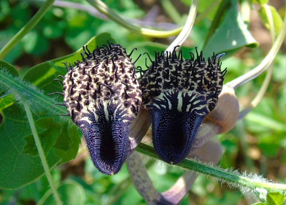 Image of Aristolochia taliscana Hook. & Arn.