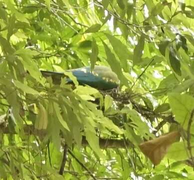 Image of Wompoo Fruit Dove