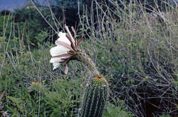 Echinopsis caulescens (F. Ritter) M. Lowry的圖片