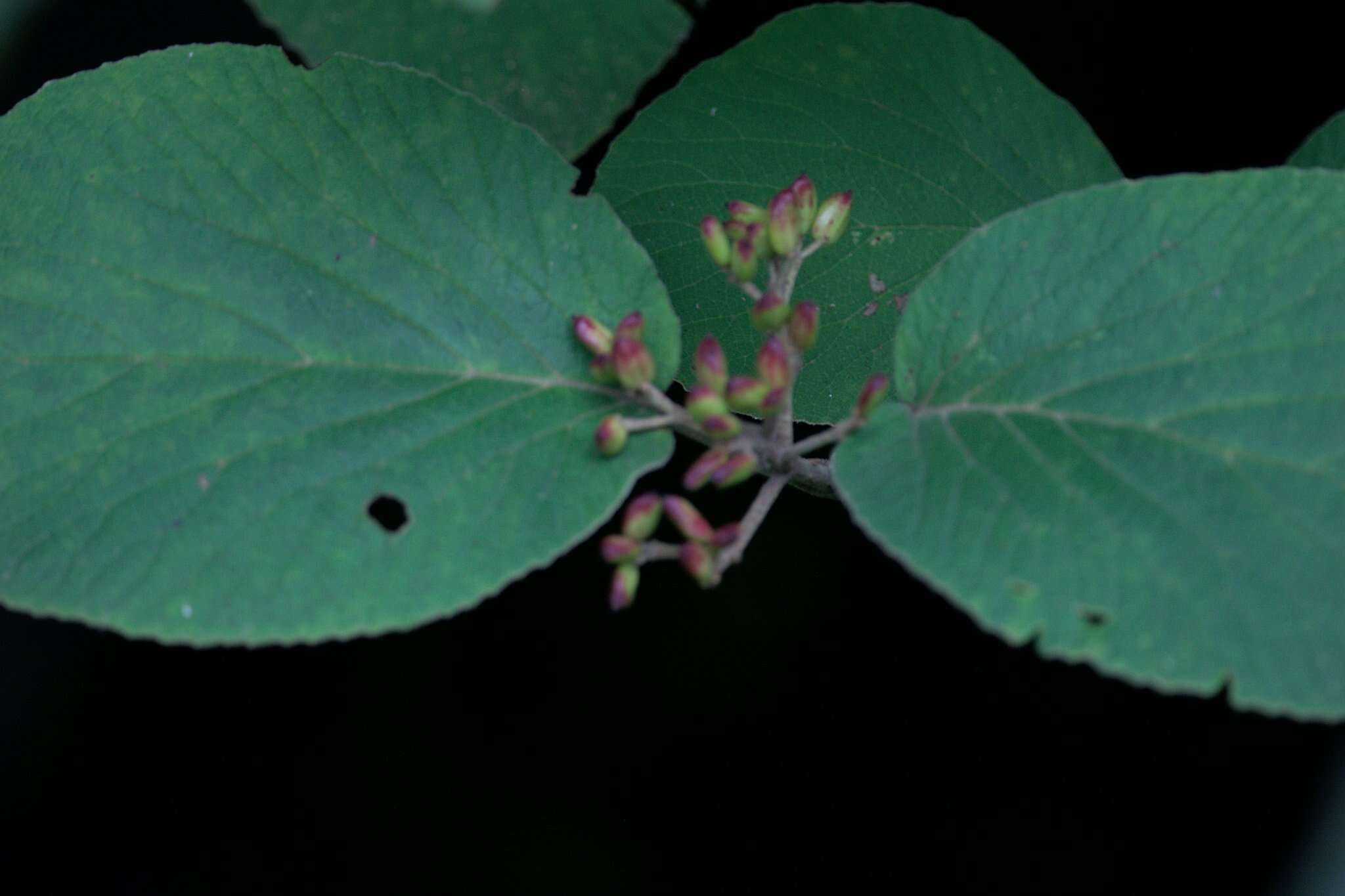 Image of Viburnum cotinifolium D. Don