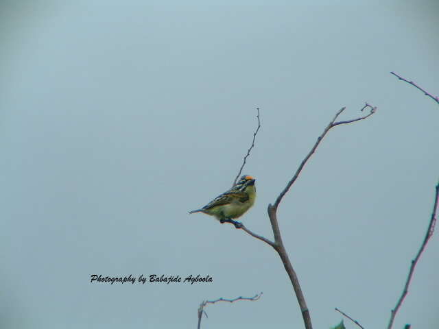 Image of Yellow-fronted Tinkerbird