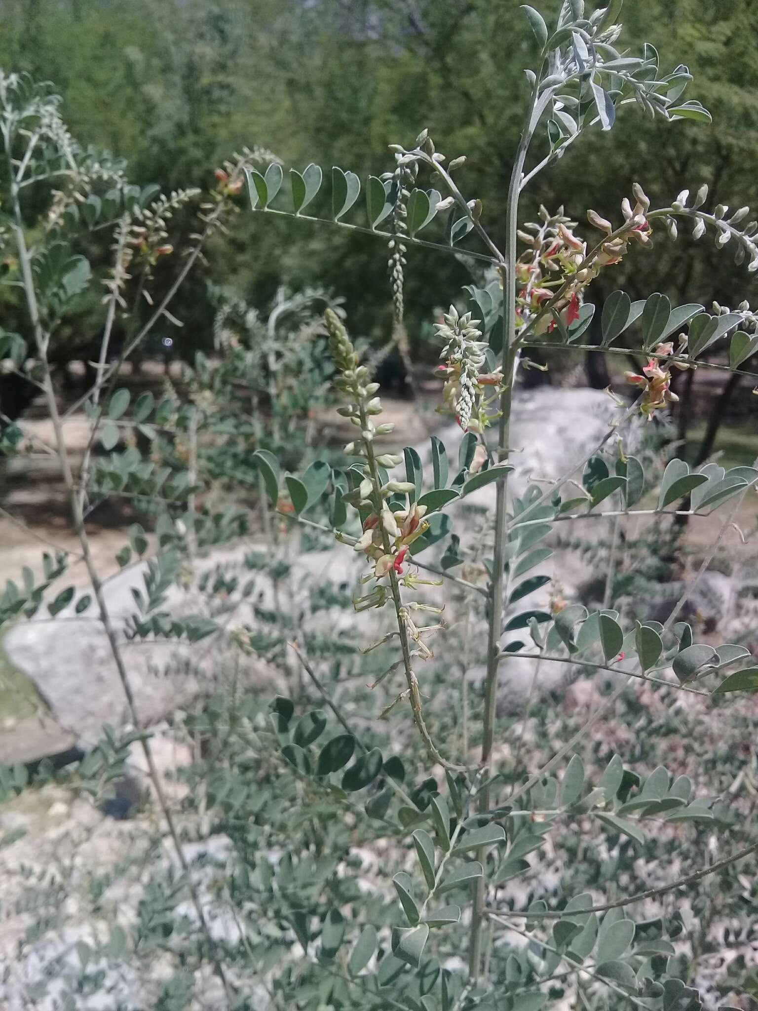 Indigofera lindheimeriana Scheele的圖片