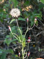 Image of Porophyllum linaria (Cav.) DC.