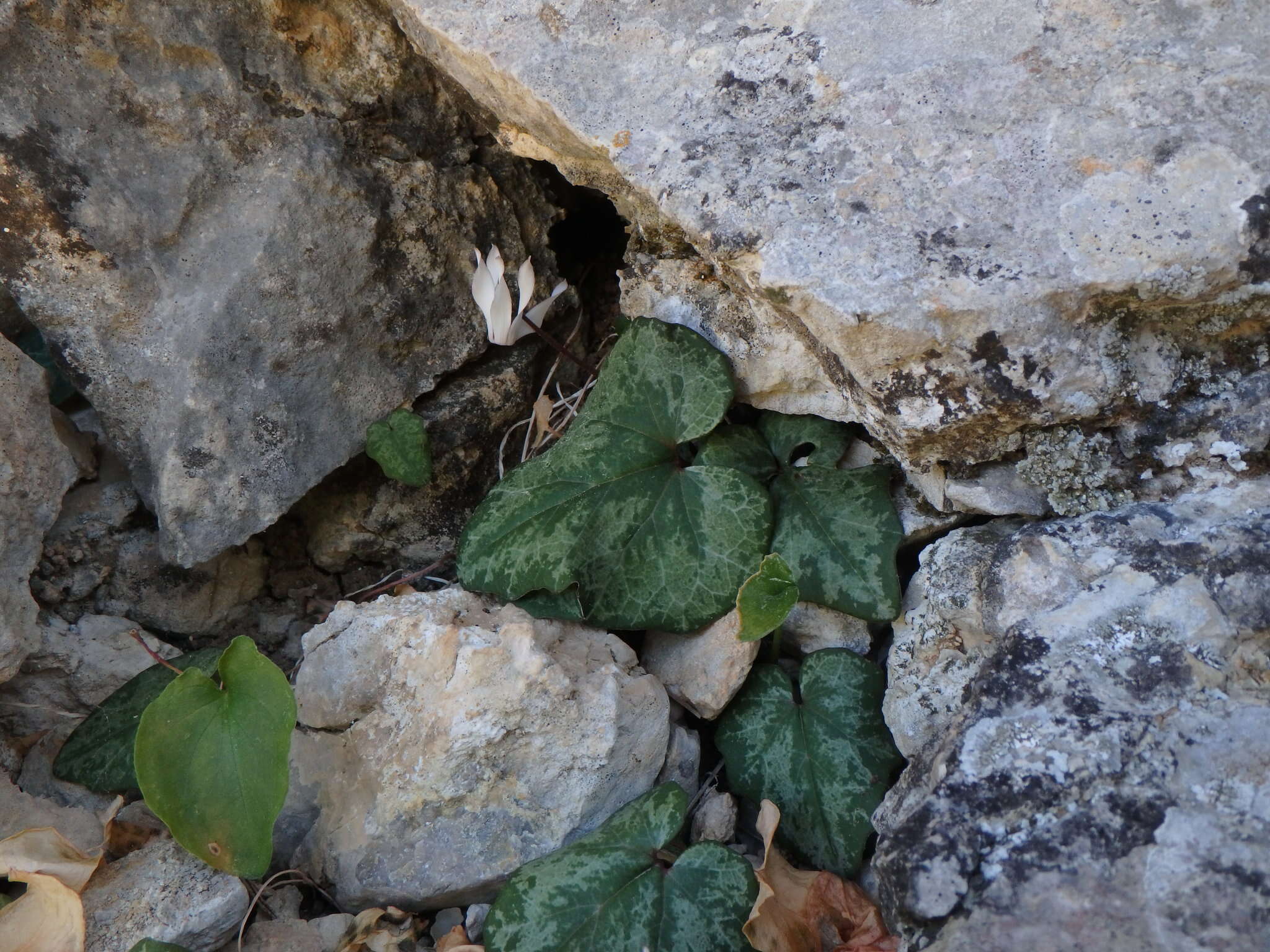 Image of Cyclamen balearicum Willk.