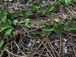 Image of trailing milkvine