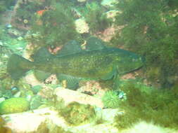 Image of Greenland Cod