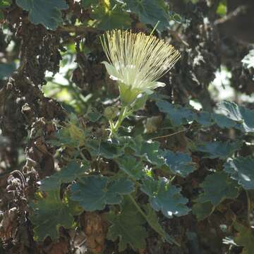 Image of Eucnide grandiflora Rose