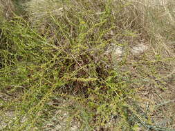 Image of sea beet