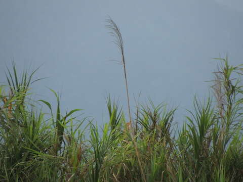 Image of Cinnamon Bittern