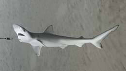 Image of Atlantic Sharpnose Shark