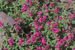 Image of Indigofera amoena Aiton