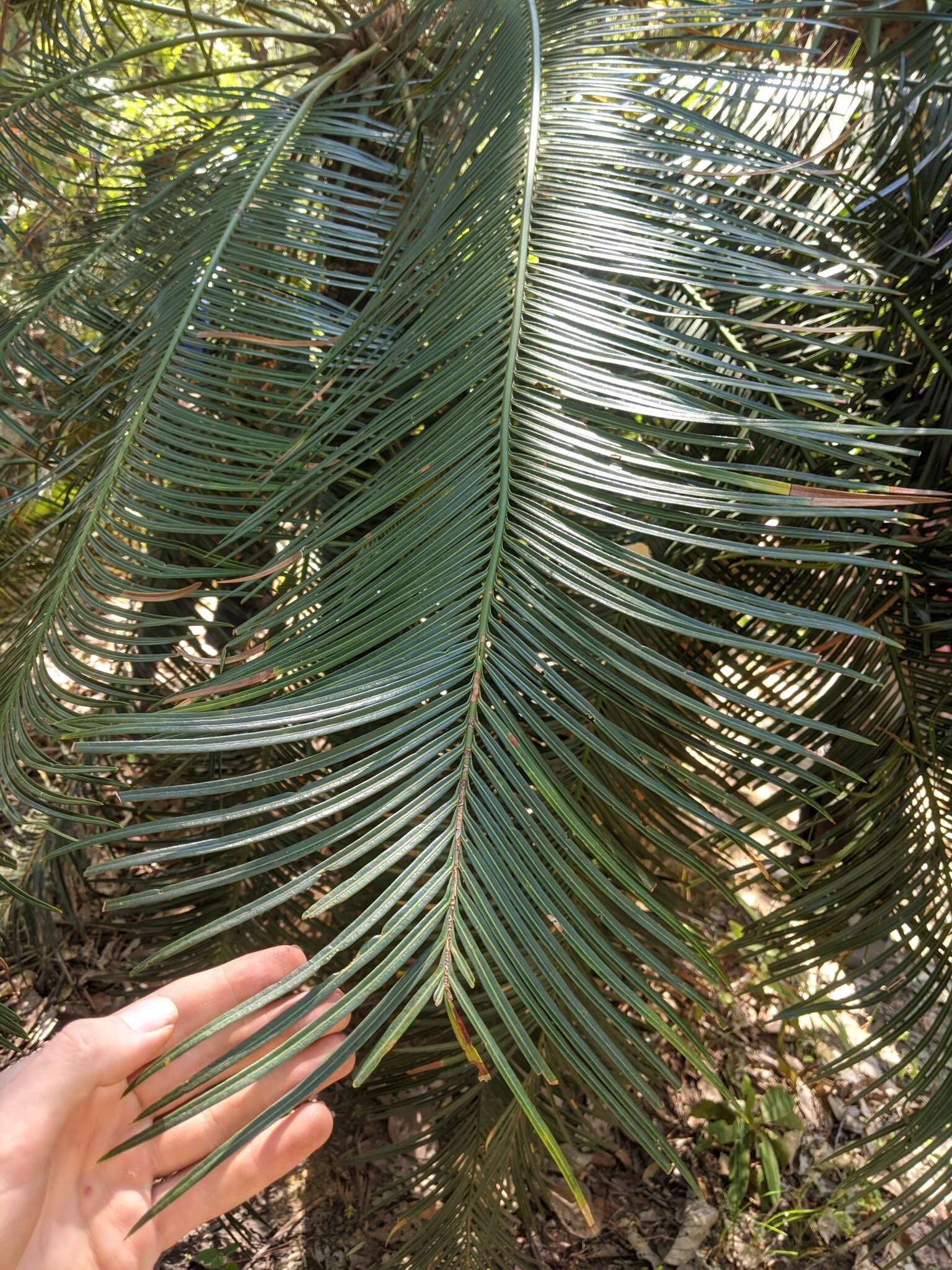 Image of Cycad