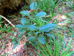 Image of Forest saffron