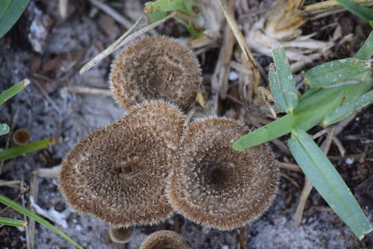 Image of Lentinus crinitus (L.) Fr. 1825