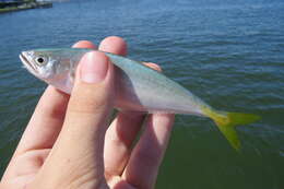 Image of Leatherjacket fish