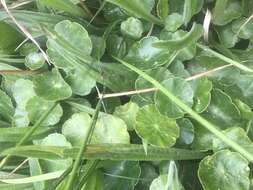 Image of Marsh Pennywort