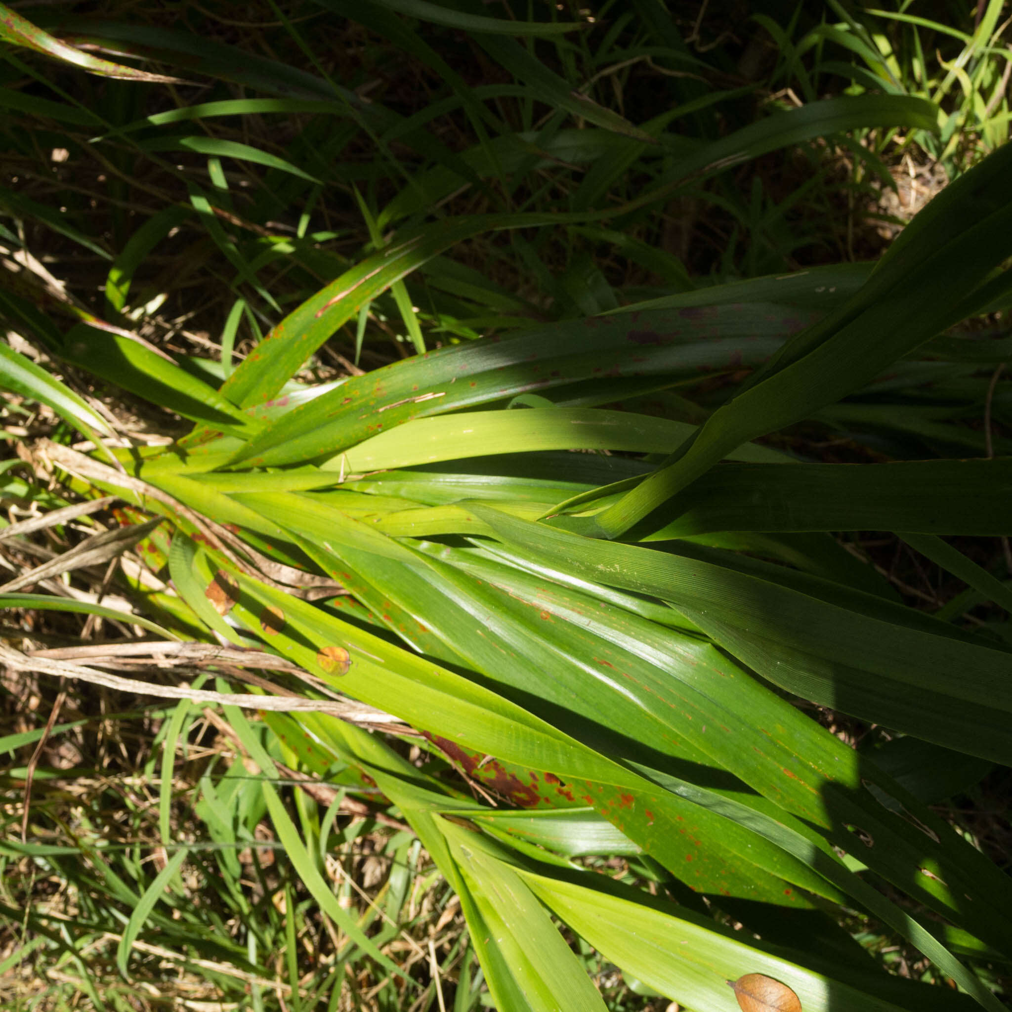 Plancia ëd Dianella sandwicensis Hook. & Arn.