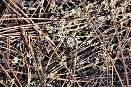 Image of American nailwort