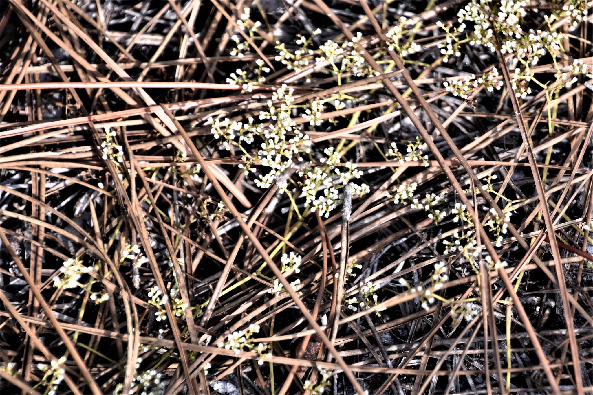 Image of American nailwort