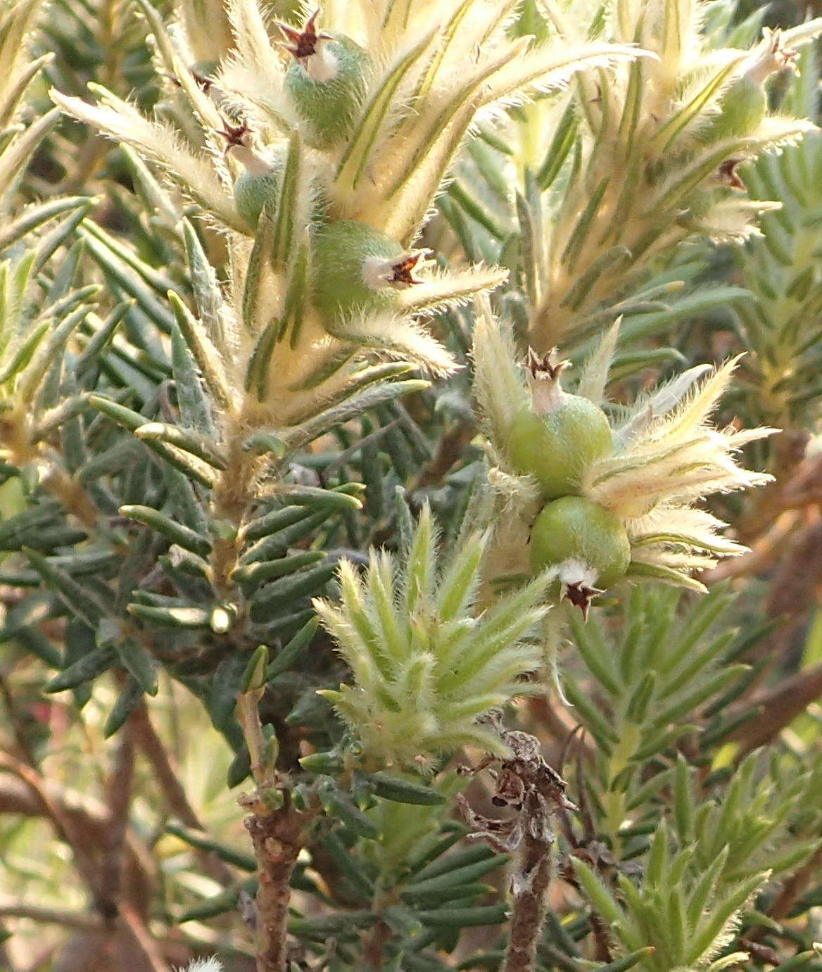 Phylica pubescens var. pubescens resmi