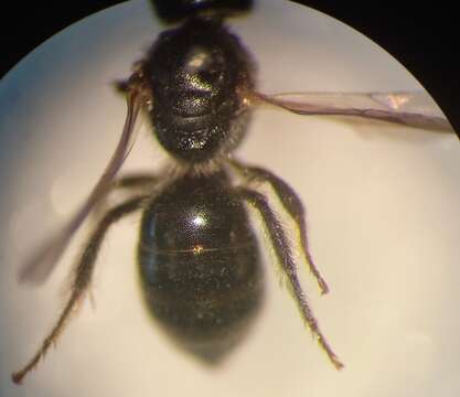 Lasioglossum griseolum (Morawitz 1872)的圖片