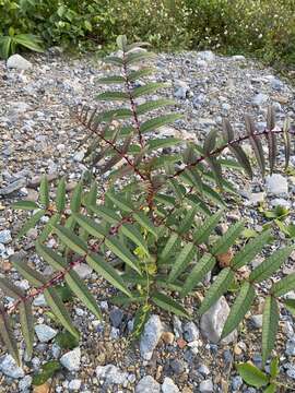 Image of Zanthoxylum ailanthoides var. ailanthoides