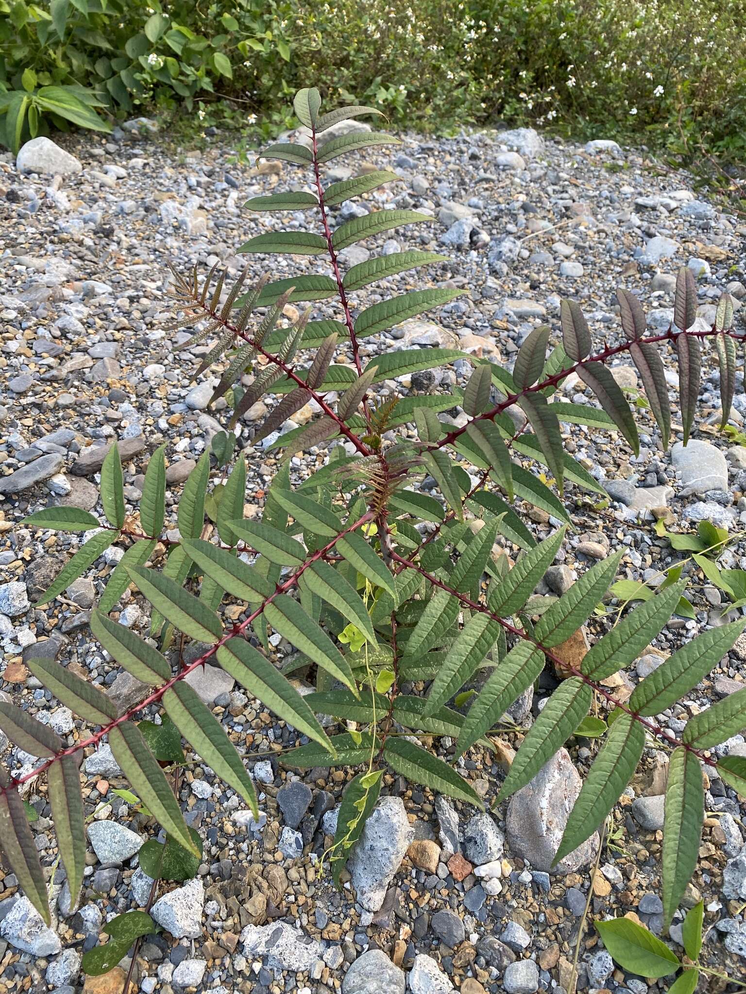 Image of Zanthoxylum ailanthoides var. ailanthoides