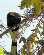 Image of Black-and-white Casqued Hornbill